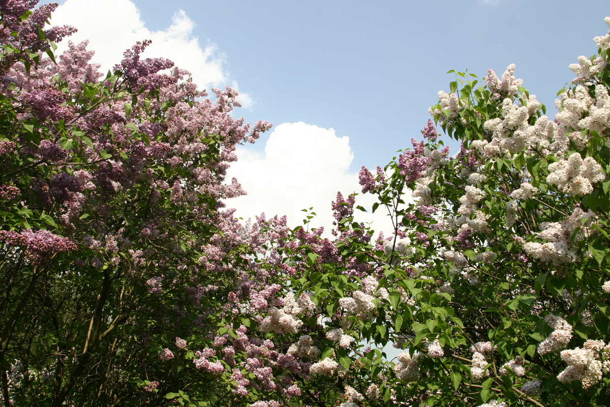    Разве можно представить себе сад без сирени?