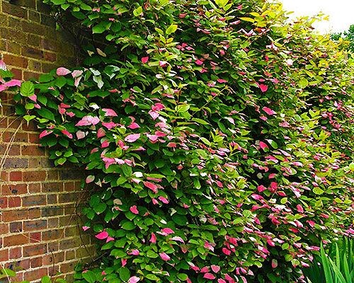 Актинидия коломикта. Фото:https://ru.pinterest.com/pin/235453886753738059/