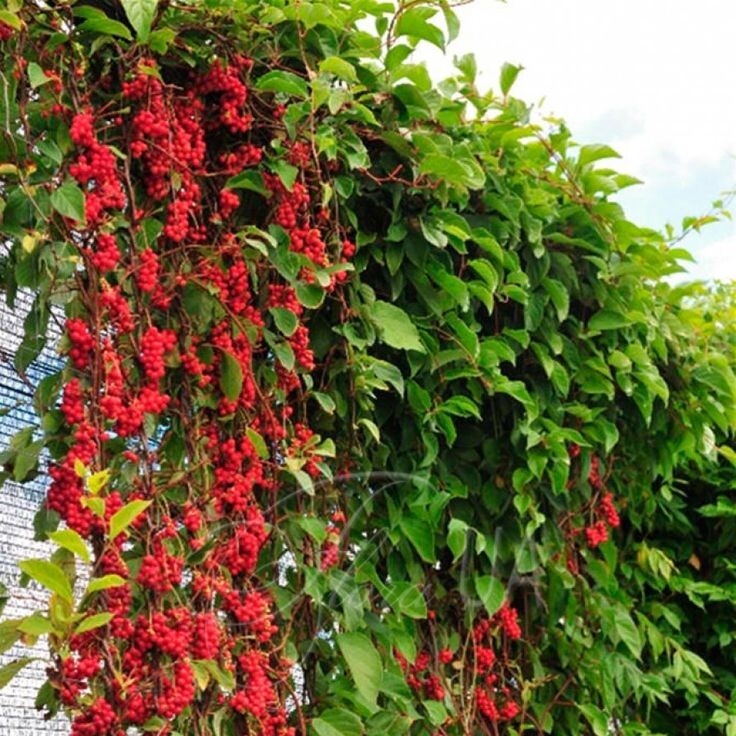 Лимонник китайский. Фото:  https://ru.pinterest.com/pin/438678819970852777/