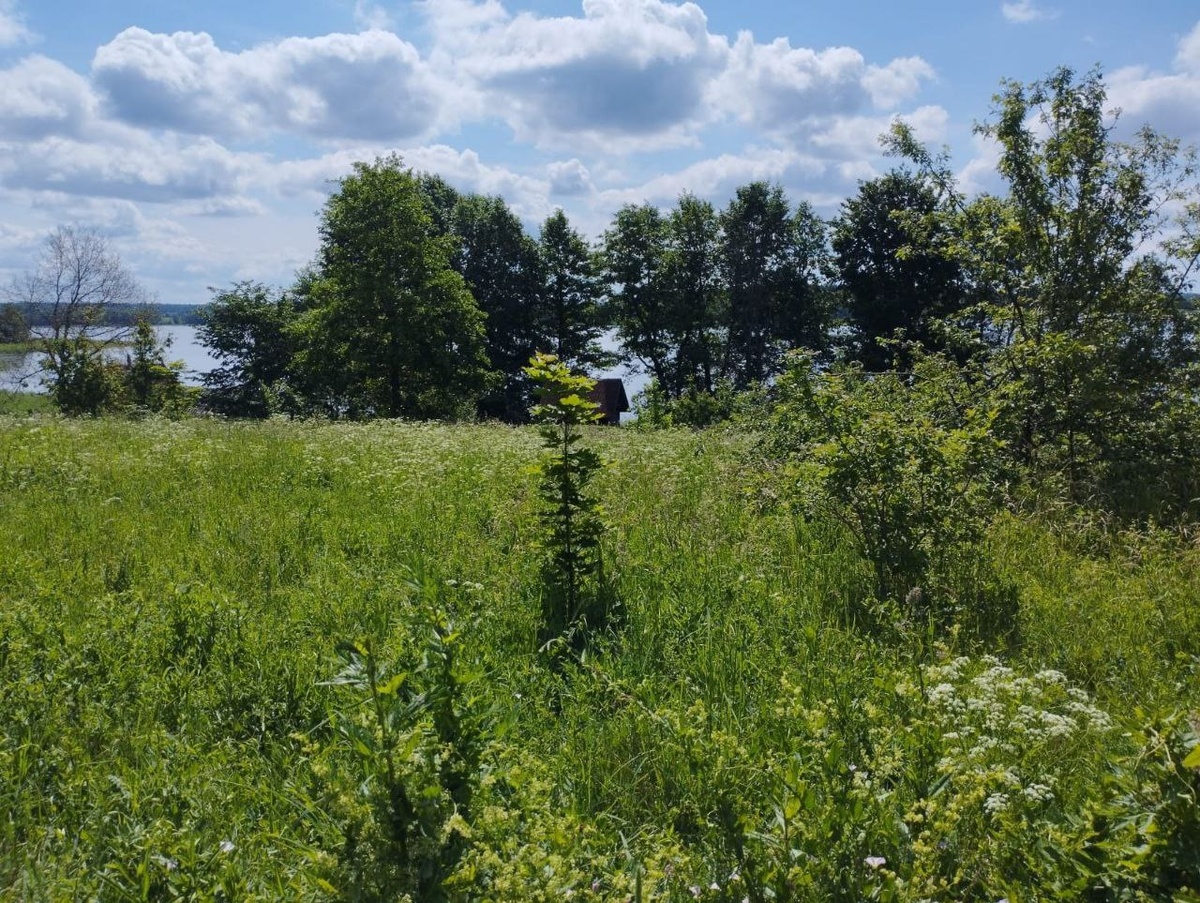 Участок на беорегу озера, в продаже! псковская область