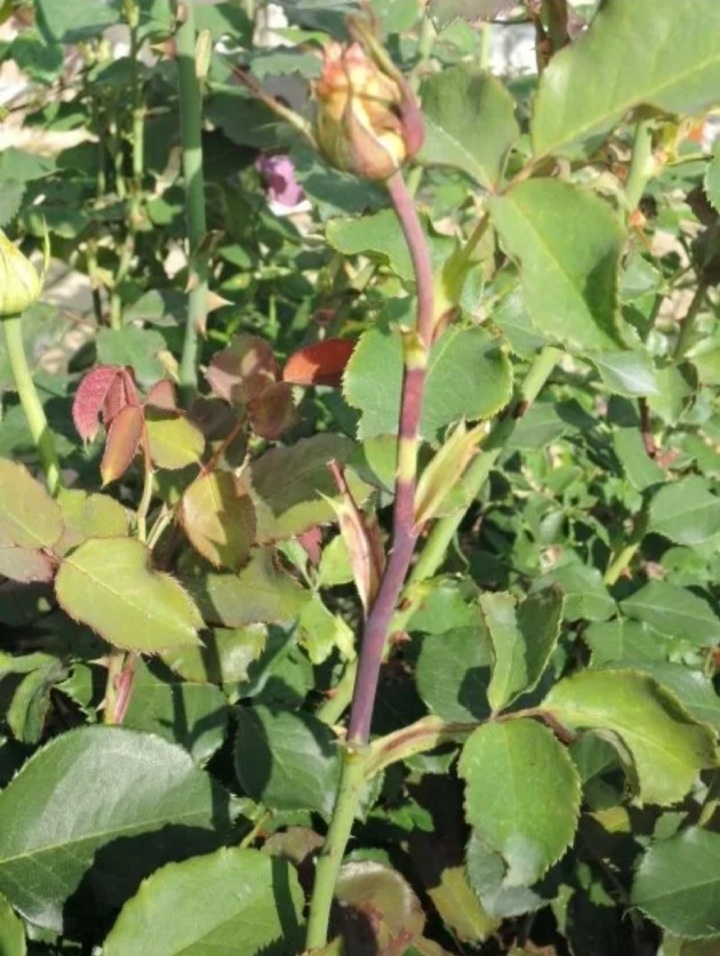 Фото позаимствовано в интернете