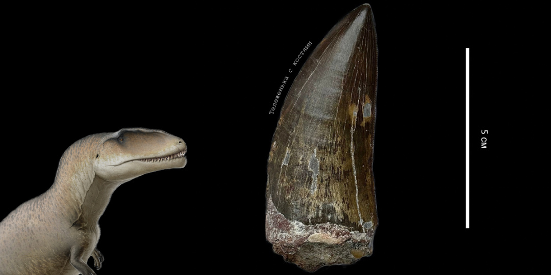 Кархародонтозавр: древний ящер «с акульими зубами»