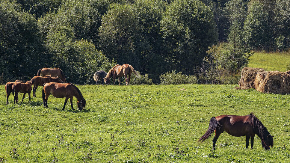 Фото: Константин Кокошкин / Коммерсантъ