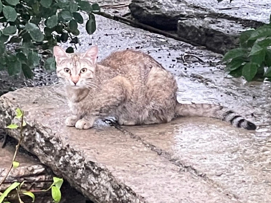 Кошка боялась людей, но понимала, что без их помощи ей не выжить