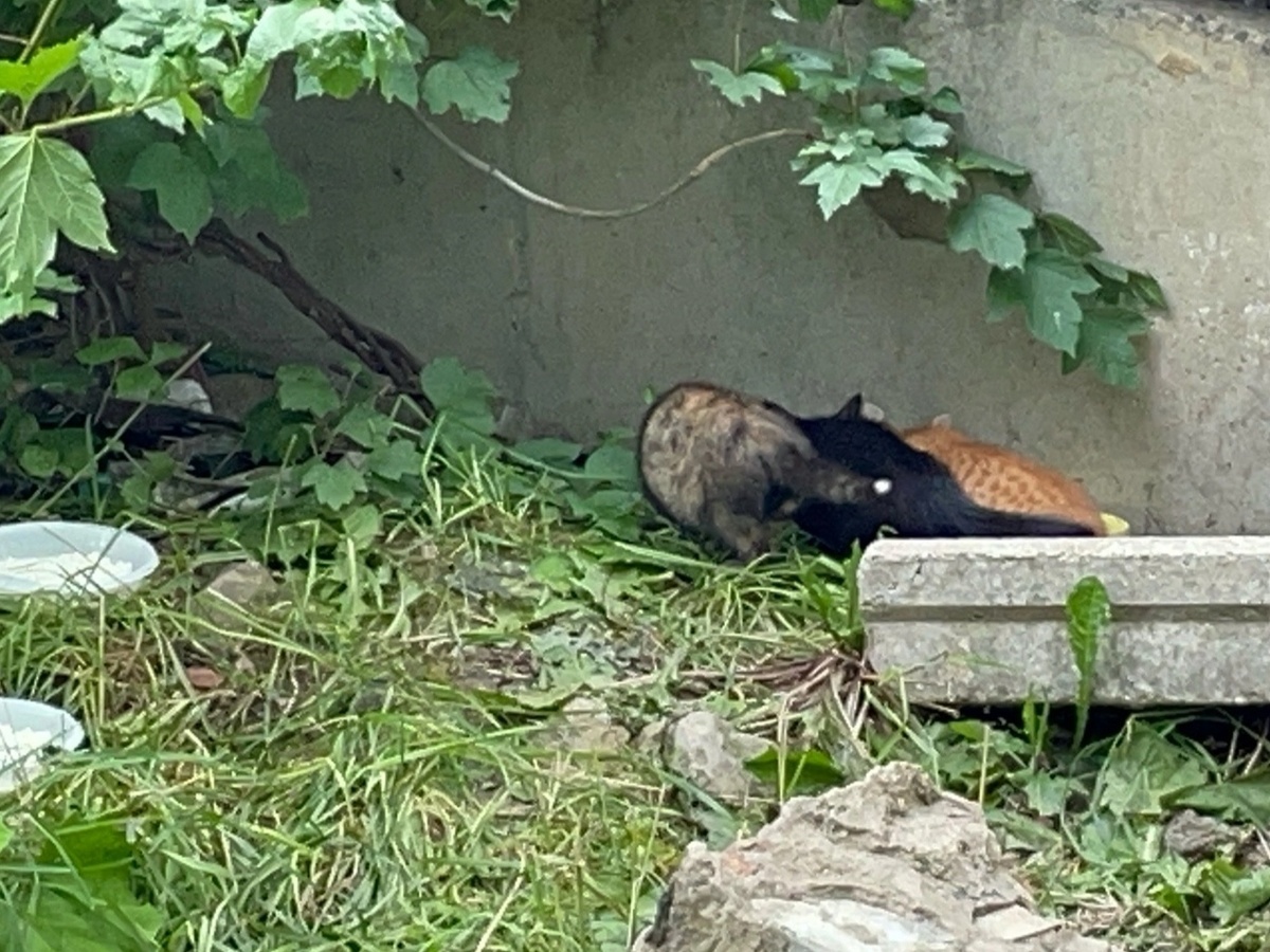 Для людей, любящих животных, такое событие - форс-мажор