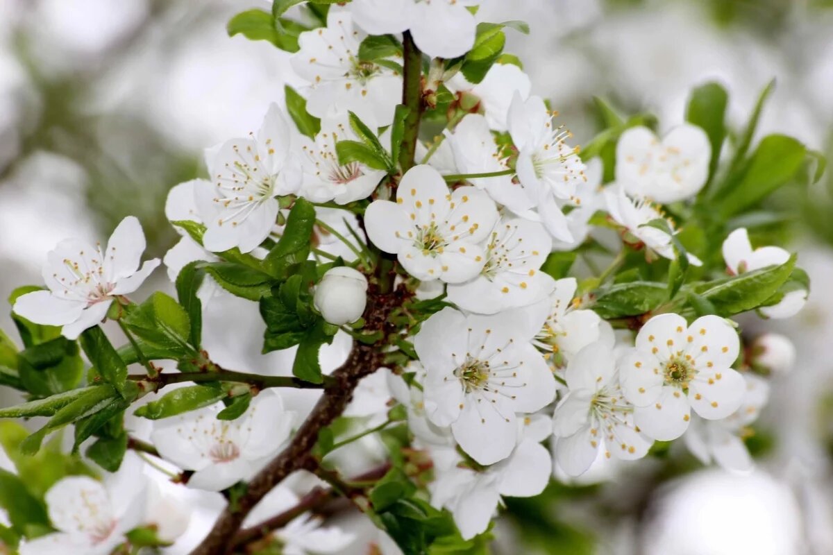    До +20 градусов прогреется воздух в Псковской области 21 мая