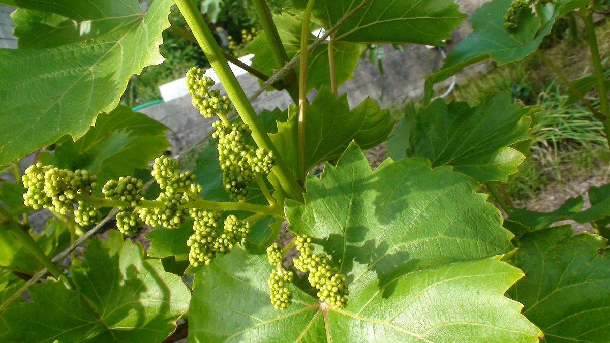 Формируем будущий урожай винограда: удаление лишних побегов, пасынков и прищипывание верхушек.Фото автора