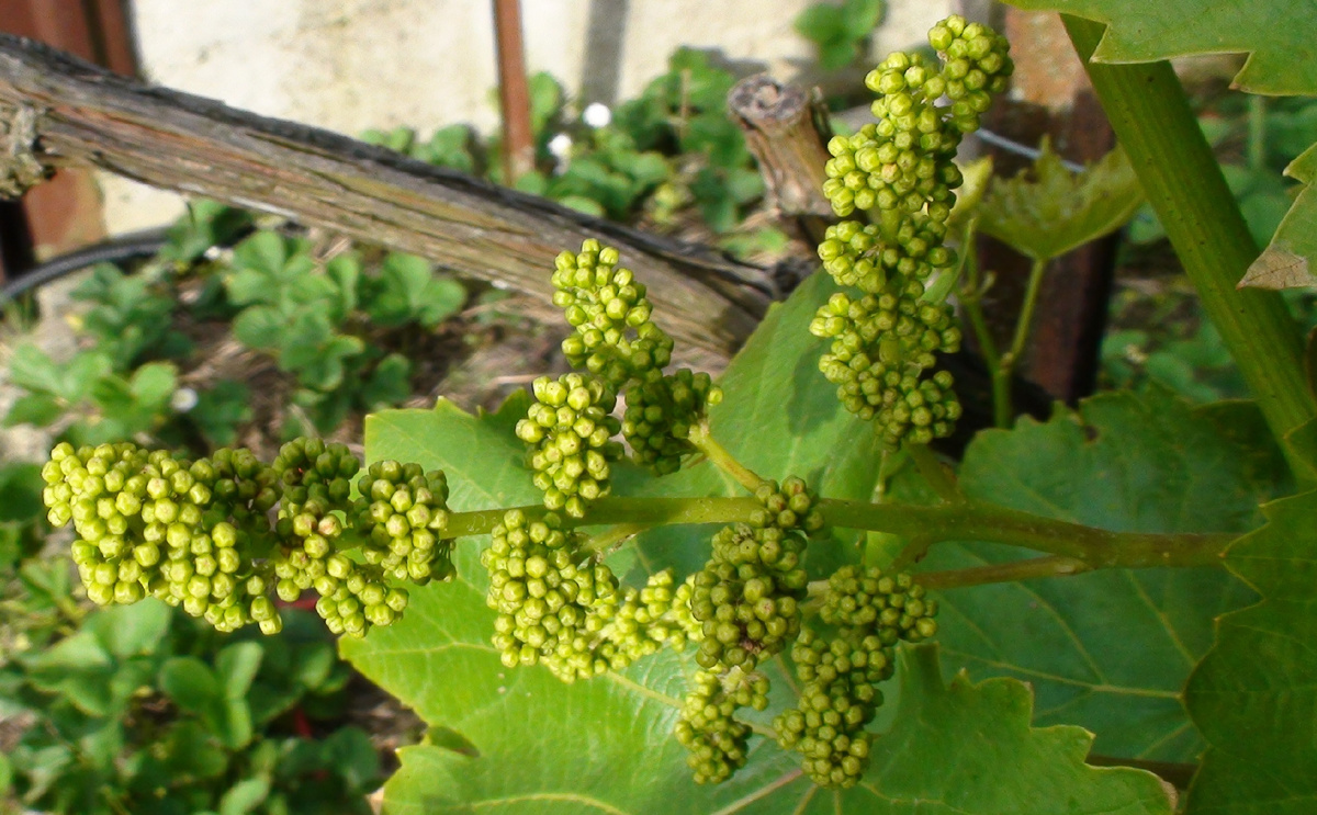 Формируем будущий урожай винограда: удаление лишних побегов, пасынков и прищипывание верхушек.Фото автора