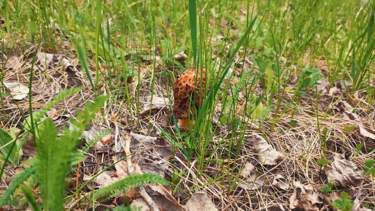     Источник: t.me/skovorodnikov_live