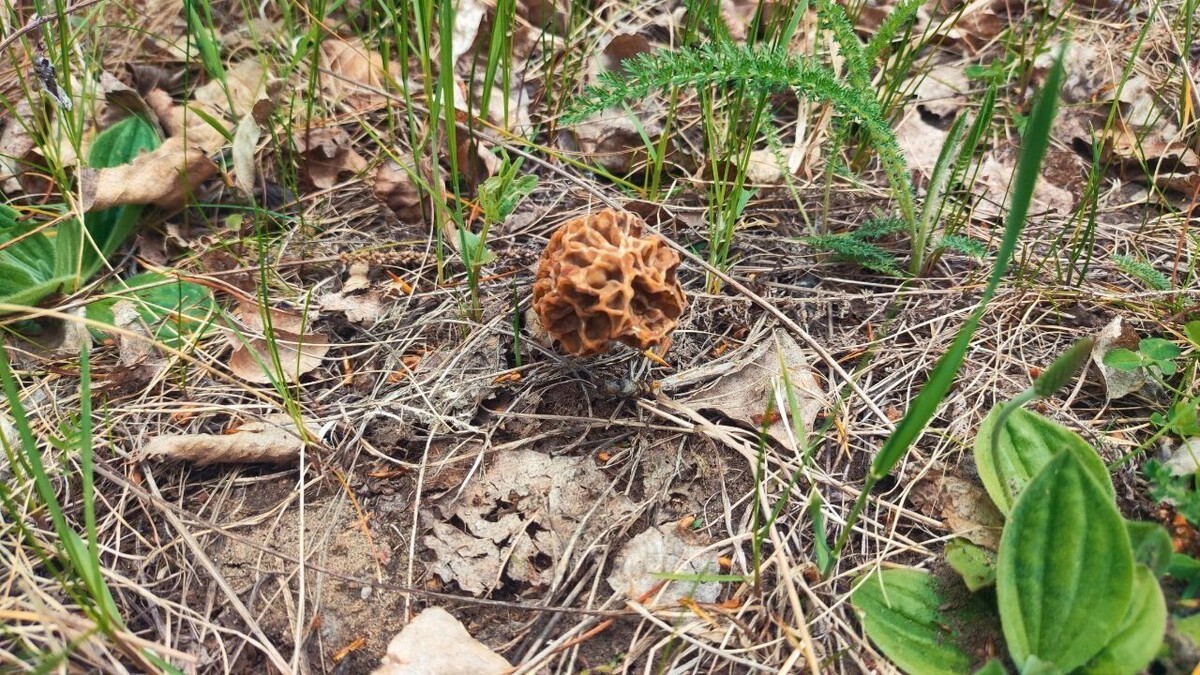     Источник: t.me/skovorodnikov_live