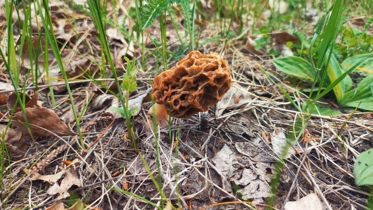     Источник: t.me/skovorodnikov_live