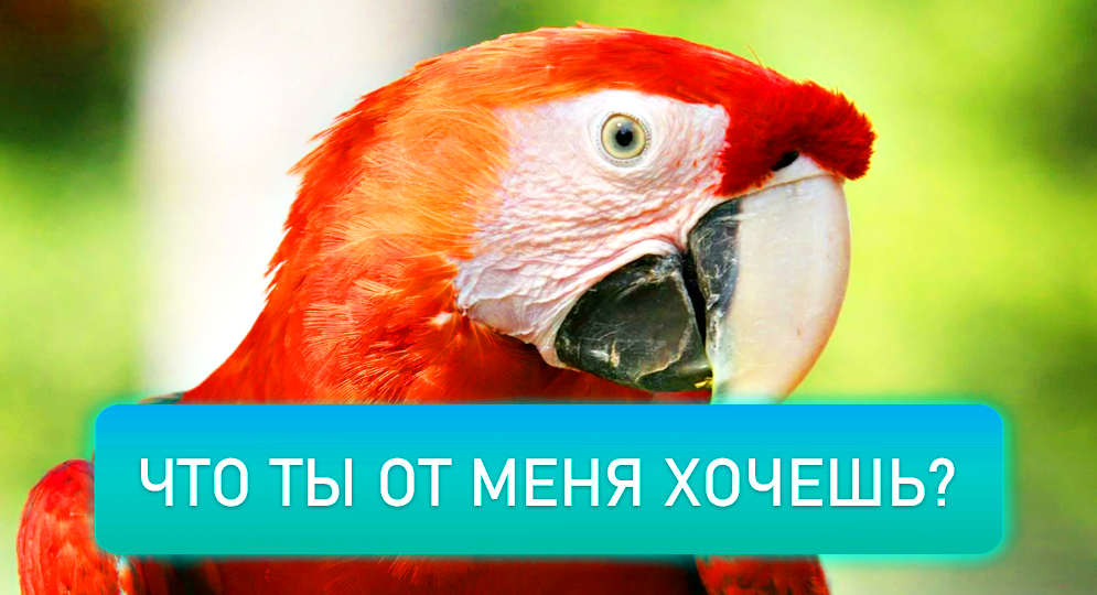 Попугаи-интеллектуалы: как научить попугая говорить и выполнять трюки? 🦜🎓💬