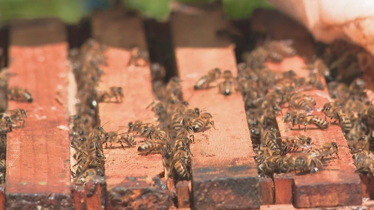 Фото: МТРК «Мир»/Хикмет Гуламов