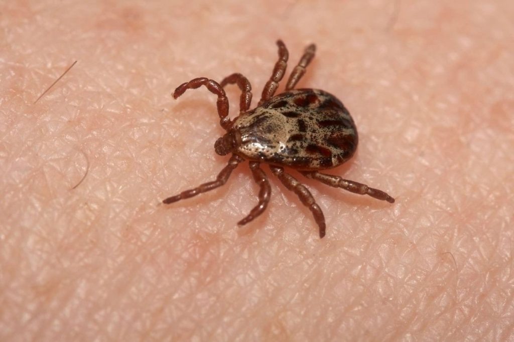    фото: mk.ru Редактор