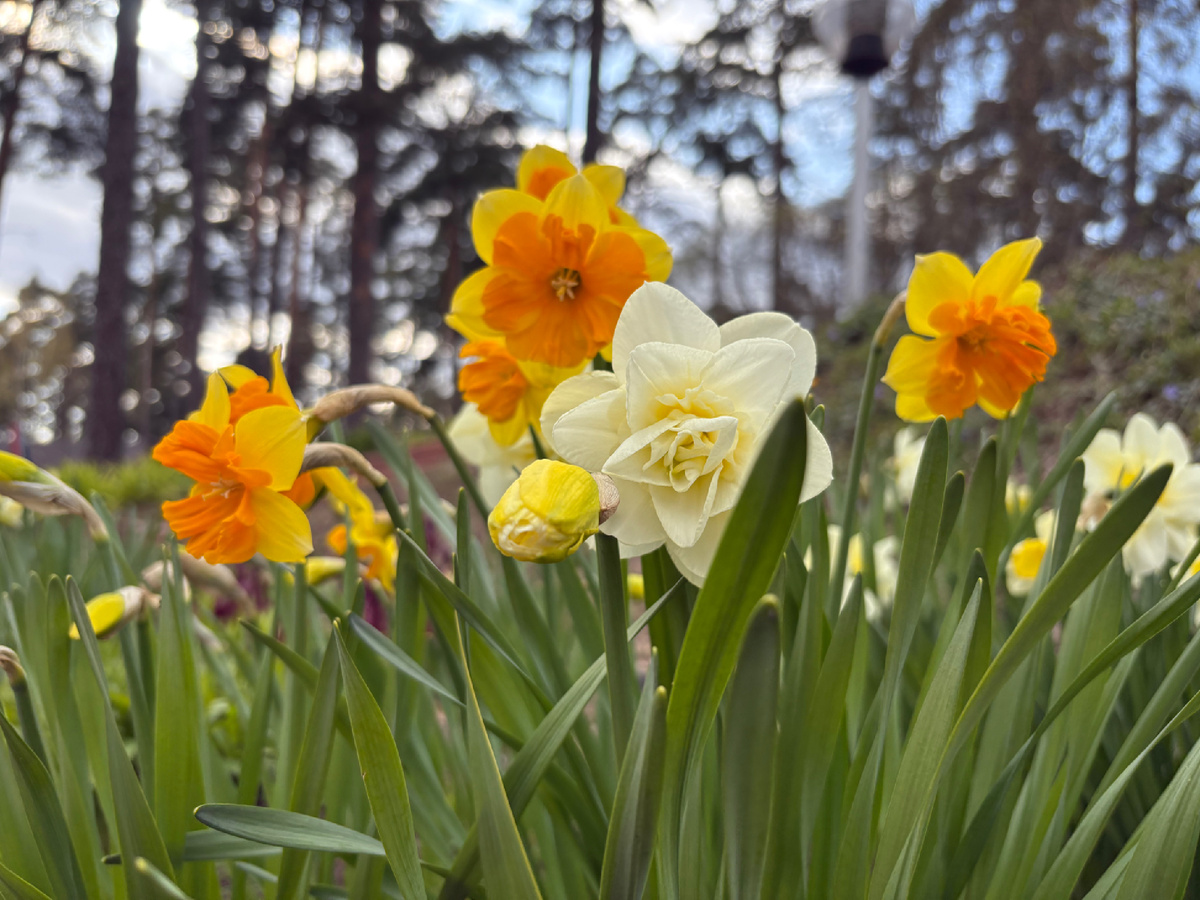 Немного  красоты в эту статью.