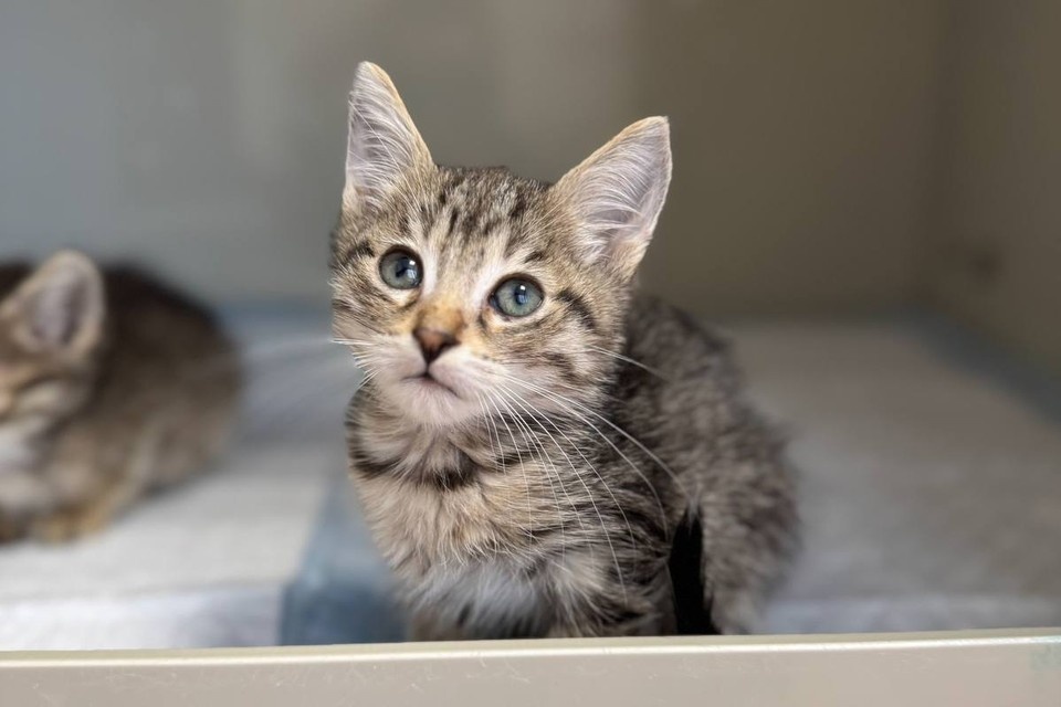    Котятам из квартиры живодера в шинели ищут дом. Фото: "Планета кошек"