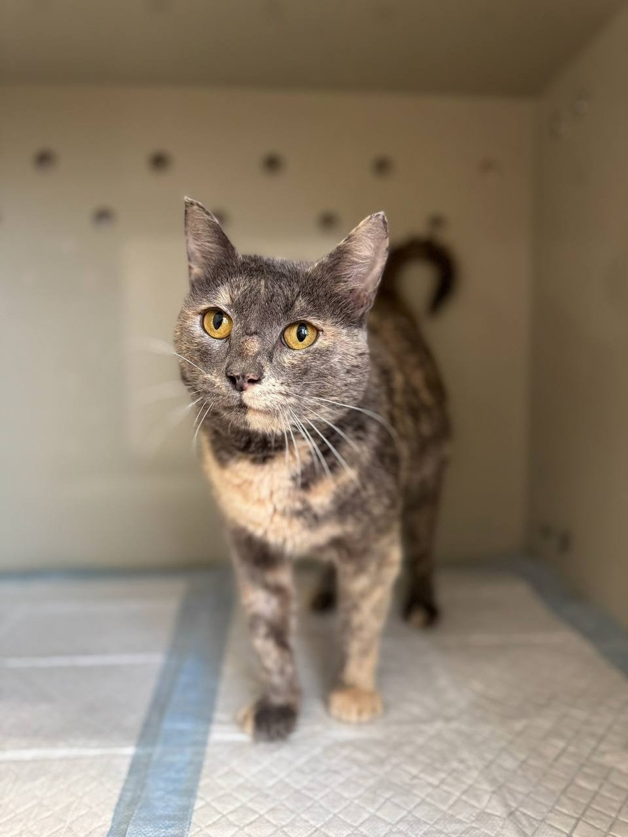    Кошка Бронза готова отправиться в новый дом. Фото: "Планета кошек".