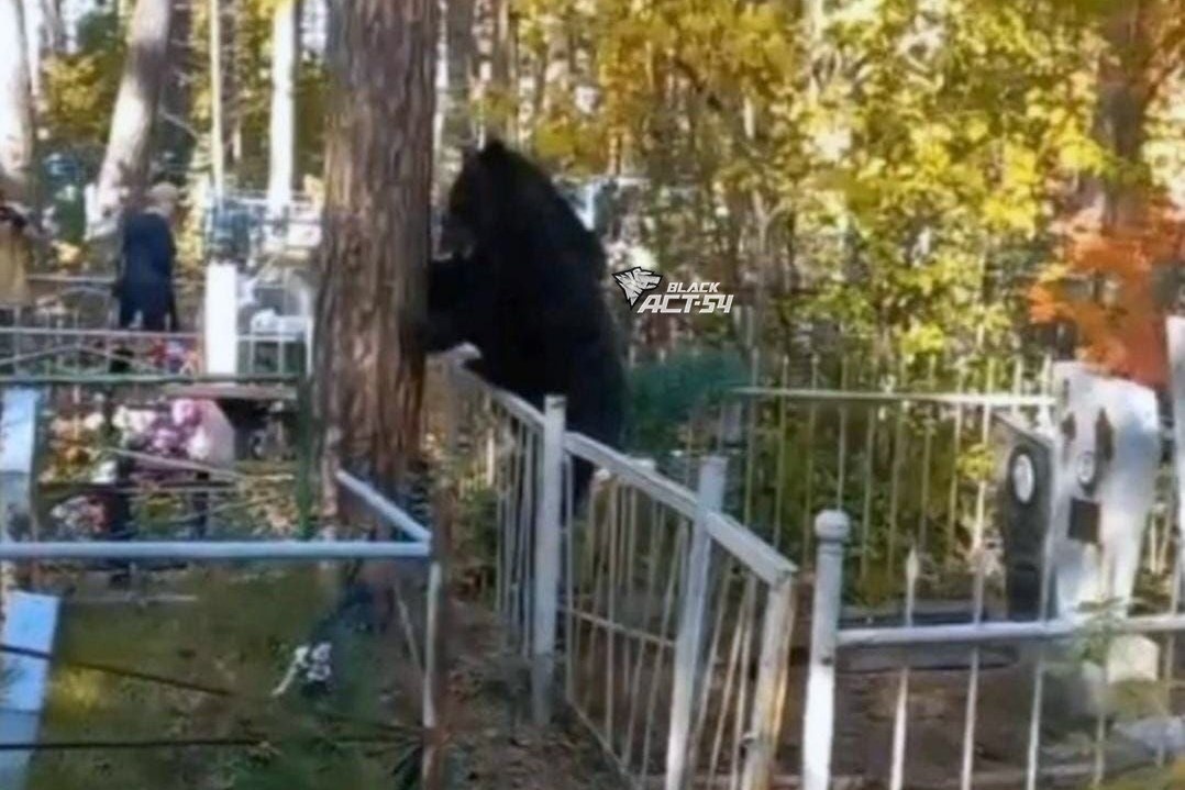    Фото и видео АСТ-54