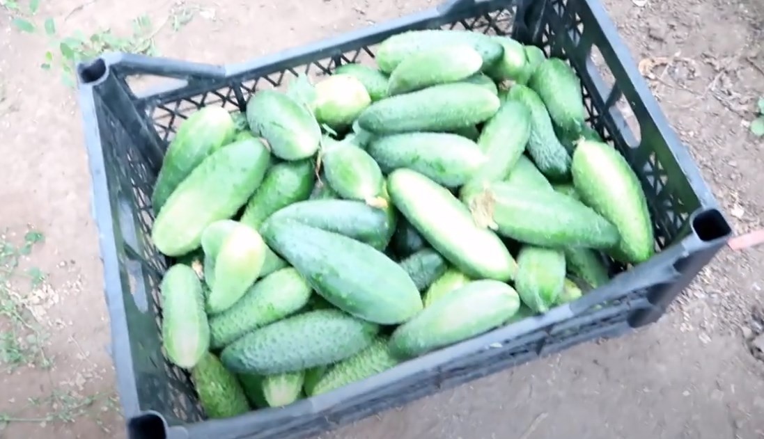 Я огурцы собираю ящиками