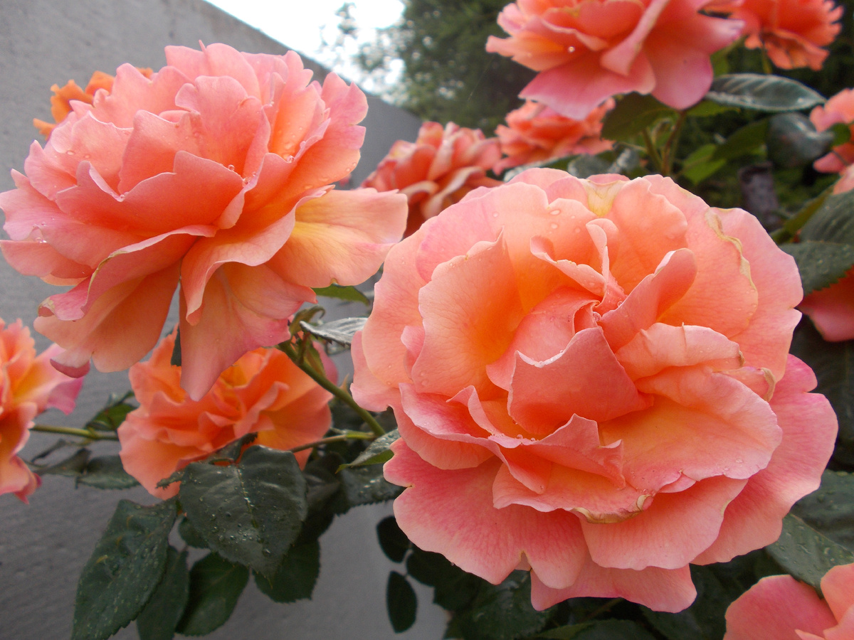 Флорибунда Easy Does It (Изи Даз Ит)