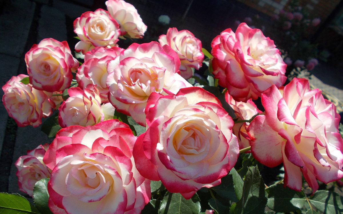 Флорибунда Jubile du Prince de Monaco (Юбилей Принца Монако).