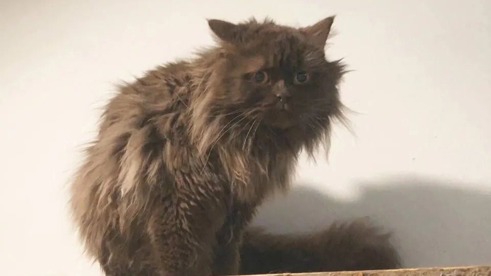 Истринский бедолага