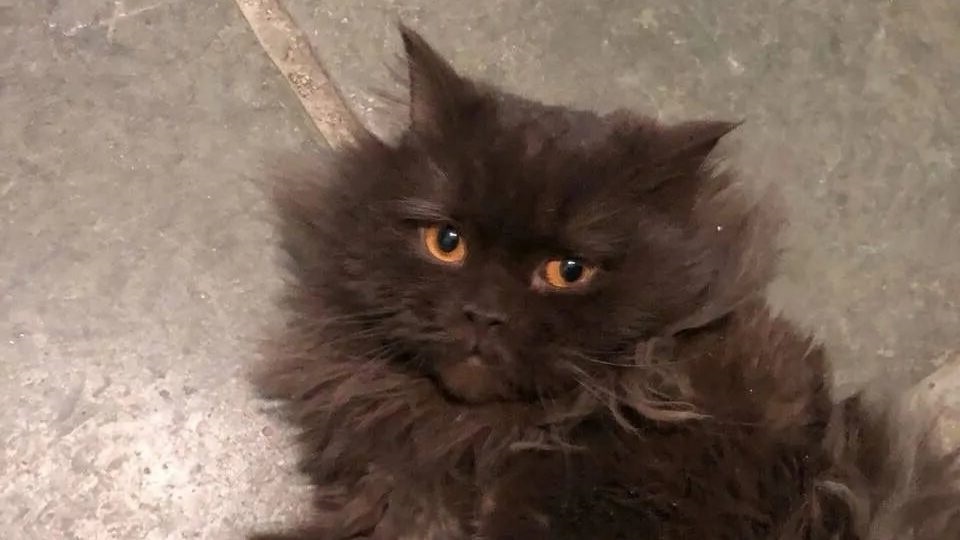 Котик из подъезда