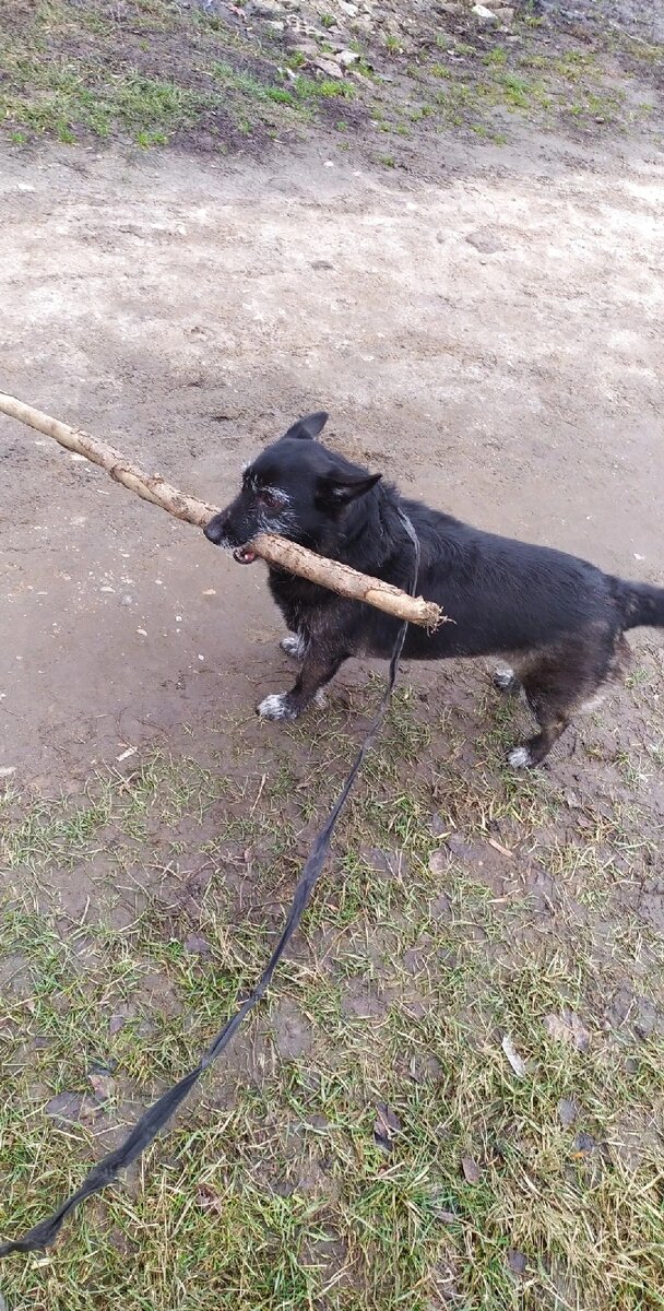 Дива любит большие палки.