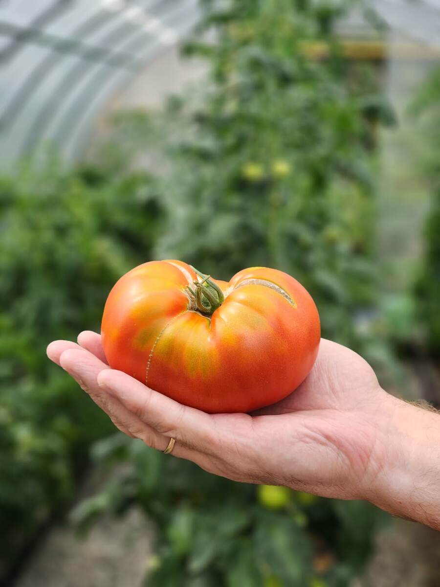 Мой красавец. Сочный как пЭрсик! Кстати, на руке у мужа лежит. Крупняк! Фото: Зеленая леди, сад, семья и томатный сок 