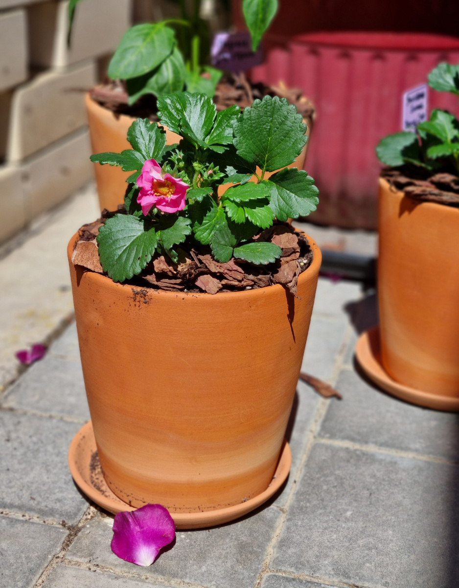 Земляника Summer Breese Cherry. Фото: Зеленая леди, сад, семья и томатный сок 