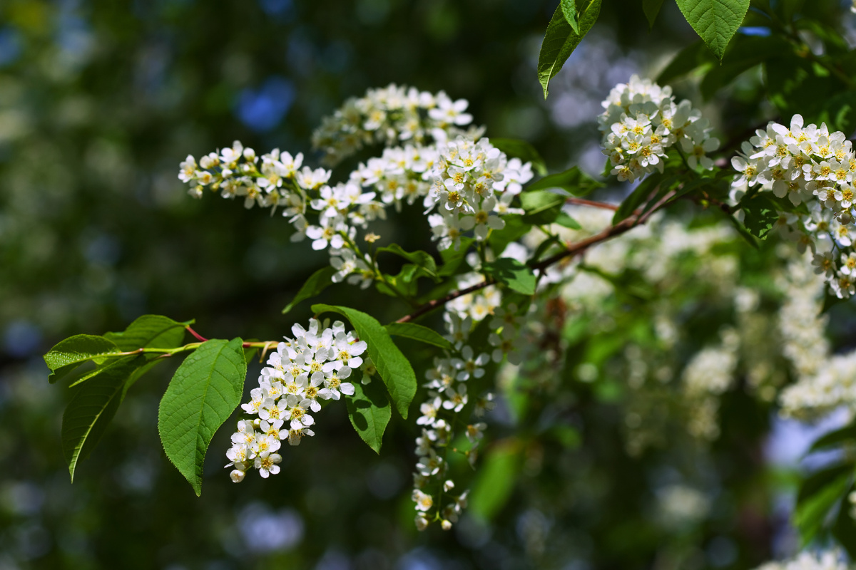 источник фото: https://ru.freepik.com/free-photo/bird-cherry-branch-spring_1473679.htm#fromView=search&page=1&position=4&uuid=130d120b-cb9a-485b-a746-a321c09186f7&query=%D1%87%D0%B5%D1%80%D0%B5%D0%BC%D1%83%D1%85%D0%B0+%D1%86%D0%B2%D0%B5%D1%82%D0%B5%D1%82