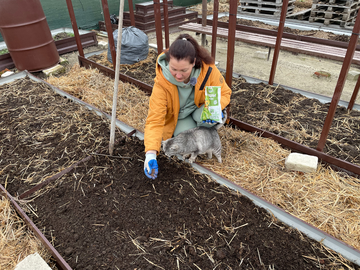 какие удобрения добавить на грядку при высадке рассады