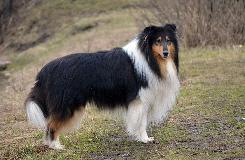 Фото из личного архива - колли длинношерстный