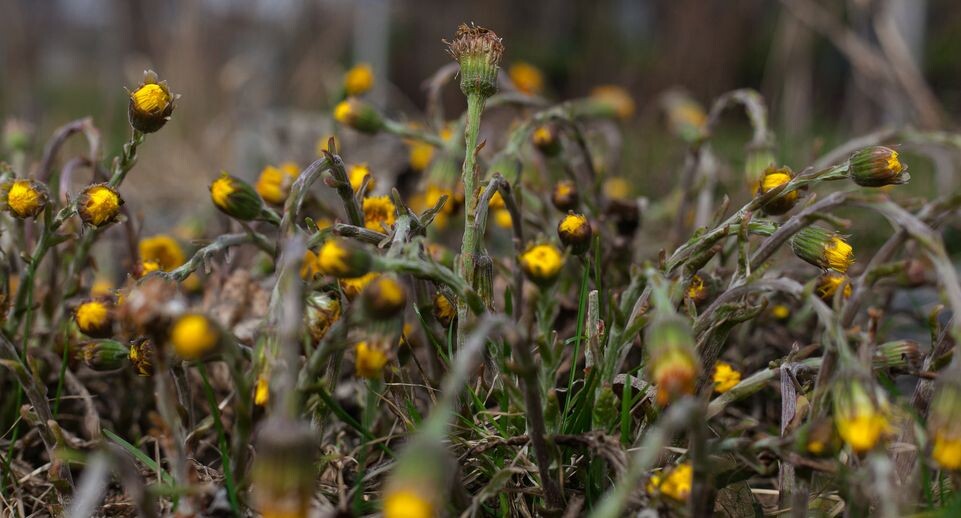    Первоцветы в лесу / Медиасток.рф