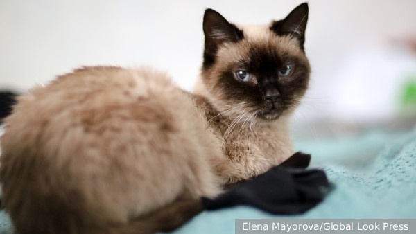 Сколько живут коты и кошки и какие породы могут прожить больше 20 лет