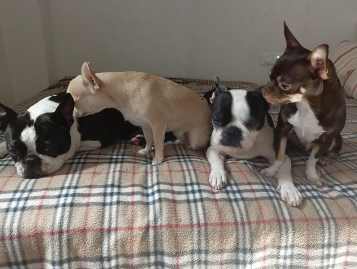 Чихобостонская банда