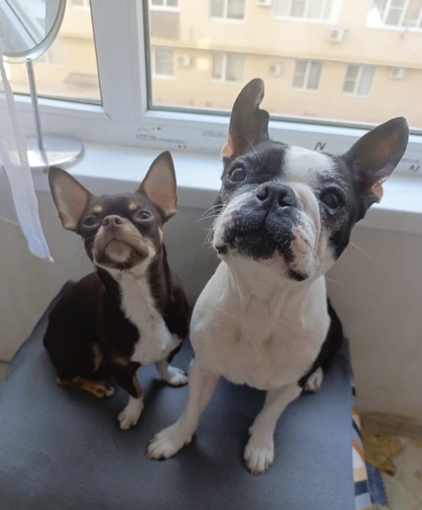 Чихуахуа Томми и Бостон терьер Жанни 