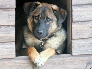 Яндекс Картинки.