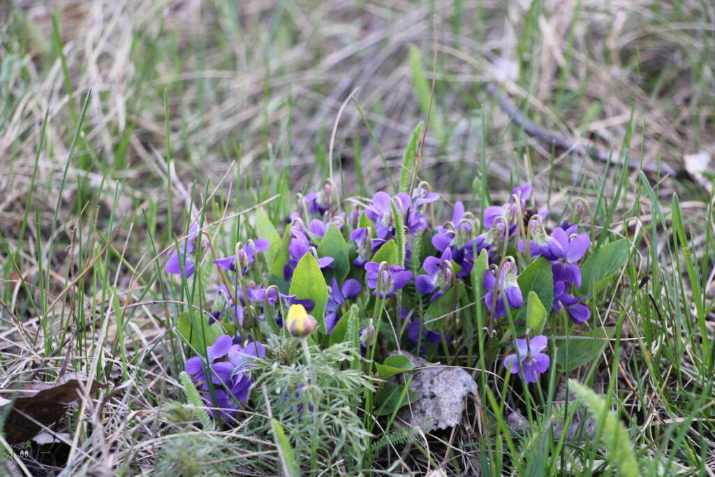    Фиалка сомнительная (Vīola ambīgua). Анна Власова