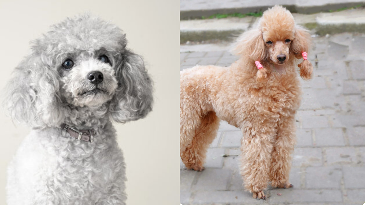 Шерстяной джентльмен