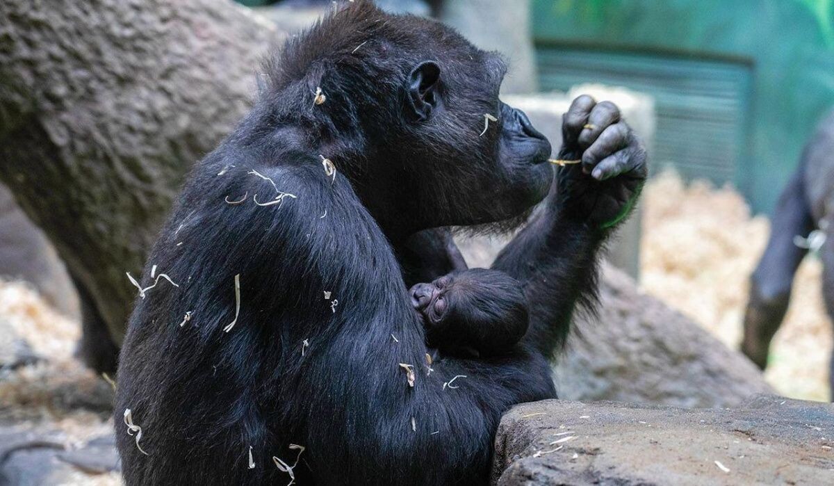     Гориллы. Источник: mos.ru Автор фото: Пресс-служба Мэра и Правительства Москвы