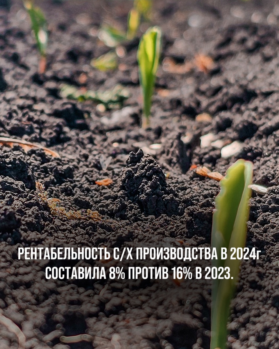 РЕНТАБЕЛЬНОСТЬ СЕЛЬСКОХОЗЯЙСТВЕННОГО ПРОИЗВОДСТВА В 2024г СОСТАВИЛА 8% ПРОТИВ 16% В 2023. 