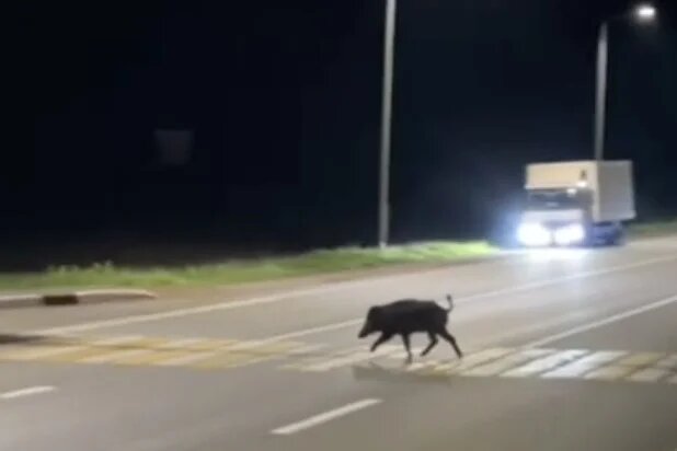    Скриншот видео