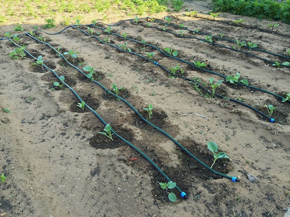 Пример классического капельного полива. Такая система обеспечивает точную подачу влаги прямо в прикорневую зону растений.