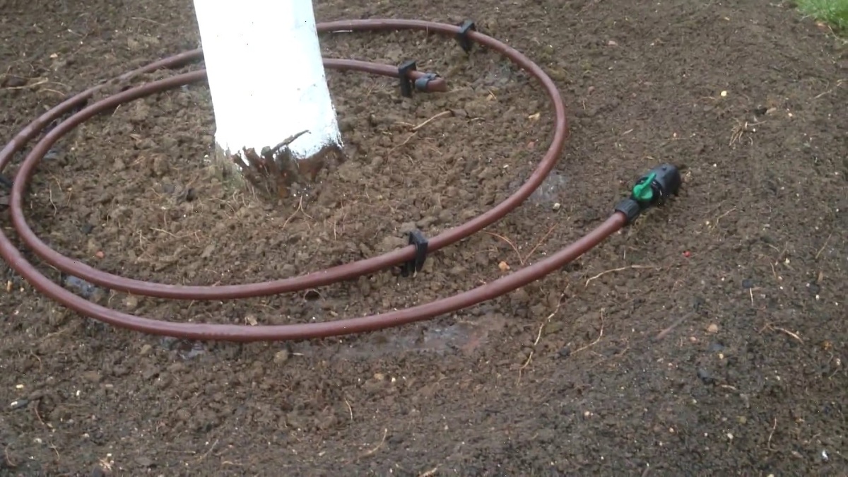 Капельницы, размещённые под плодовым деревом, позволяют не тратить воду впустую, а доставляют её непосредственно к корням, где она действительно нужна.