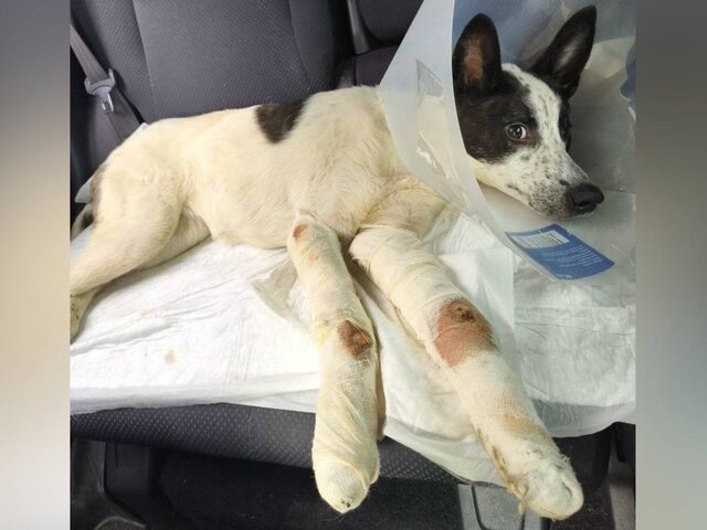    Фото: телеграм-канал "МВД 24"