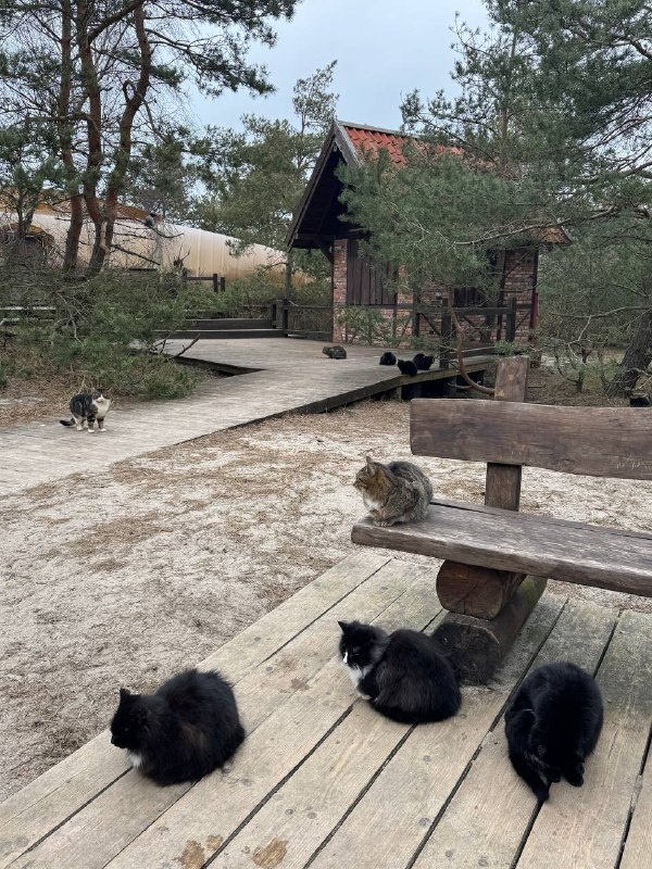 Заседание кошачьей думы на Куршской косе