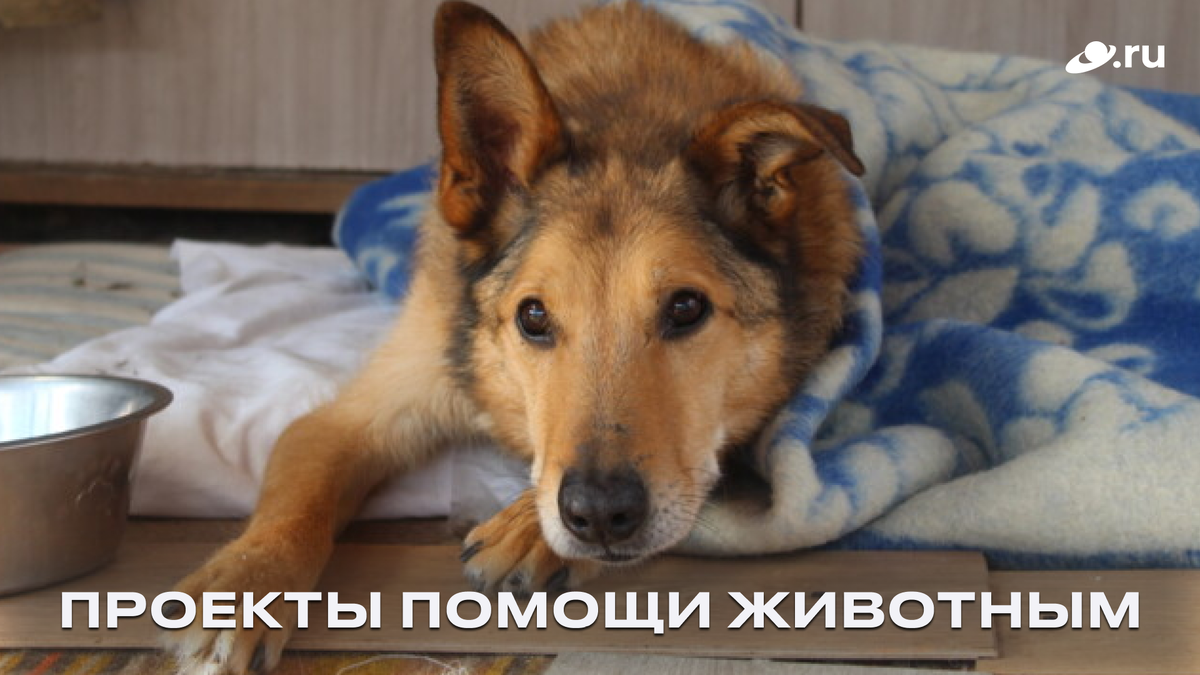 Фото: приют «Друг»