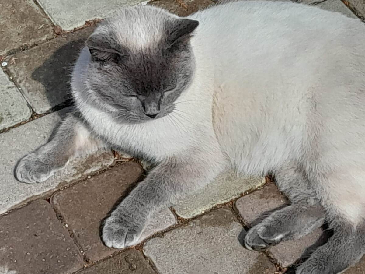 Легендарный кот Басик