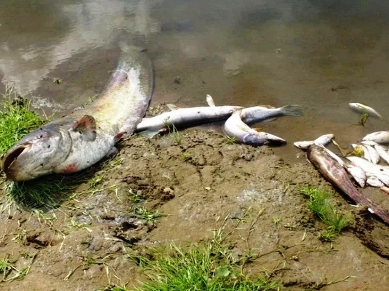 В реке Алатырь обитало 13 видов рыб. Сколько осталось?